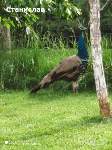 Продавам пауни