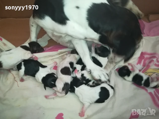 ДЖАК РЪСЕЛ БЕБЕТА-РОДЕНИ 11.08.25г 1208251833, снимка 11 - Джак ръсел териер - 51343492