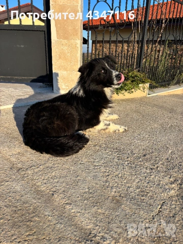 Бордър коли си търси стопанин, снимка 4 - Бордър коли - 53659827