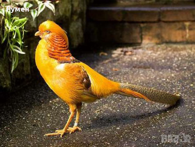 Златен Фадан, снимка 1