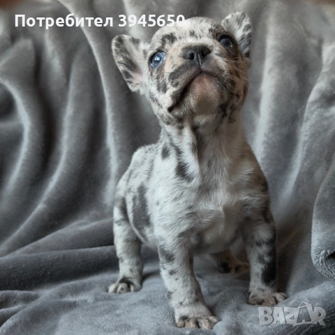 French bulldog blue Merle , снимка 2 - Френски булдог - 53841960
