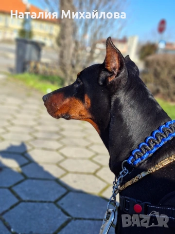Продавам доберман, снимка 5 - Доберман - 53493235
