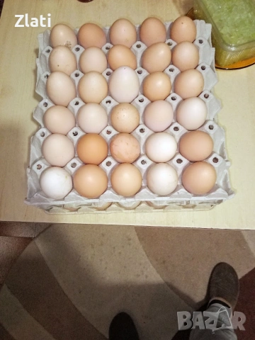 Петли Петлета , снимка 5 - Кокошки и пуйки - 53774152