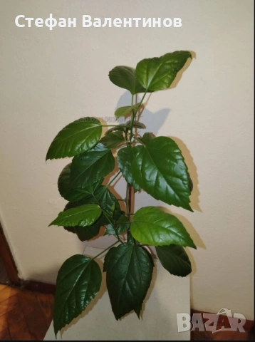 Хибискуси/китайски рози с едри кичести цветове, снимка 3 - Стайни растения - 52044964