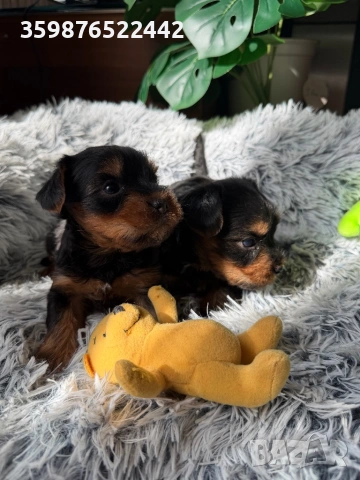 Йоркширски териерчета, снимка 2 - Йоркширски териер - 53784185