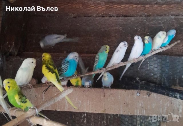 Вълнисти папагали , снимка 1