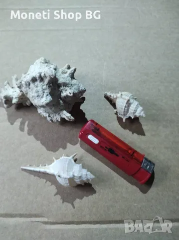 Океански дарове