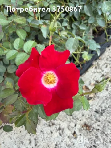 🌹 РОЗА 🌹 Rosa x polyantha Friendly® Red Meiariba, снимка 3 - Градински цветя и растения - 56084882
