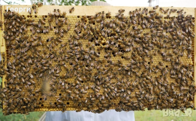 малки пчелни семейства, снимка 4 - За пчели - 53659628