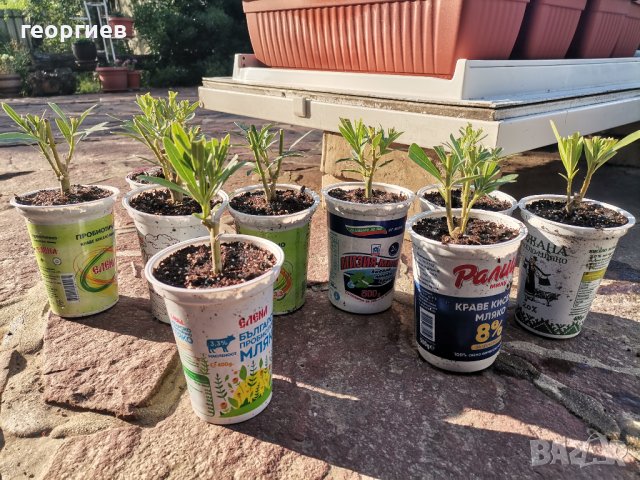 Олеандър/Зокум/Лян/Nerium Oleander, снимка 10 - Градински цветя и растения - 41400632