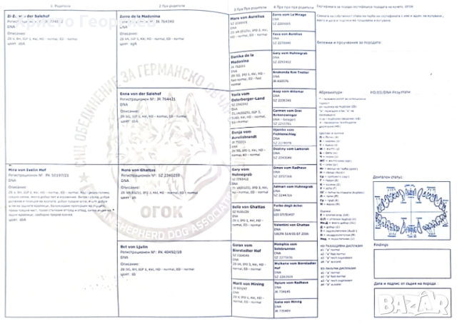 Развъдник”Georgiev Nouse”продава малки чистокръвни немски овчарки женски, снимка 18 - Немска овчарка - 51432181