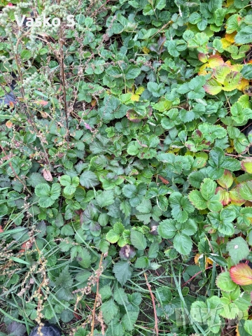 Ягоди малини разсад , снимка 18 - Разсади - 53746508