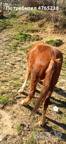 Кон, снимка 3 - Други животни - 53837470