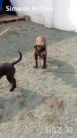 здравейте приятели продавама преса канарио на 9 месеца тл за връзка 0876891693, снимка 4 - Кане корсо - 53560458