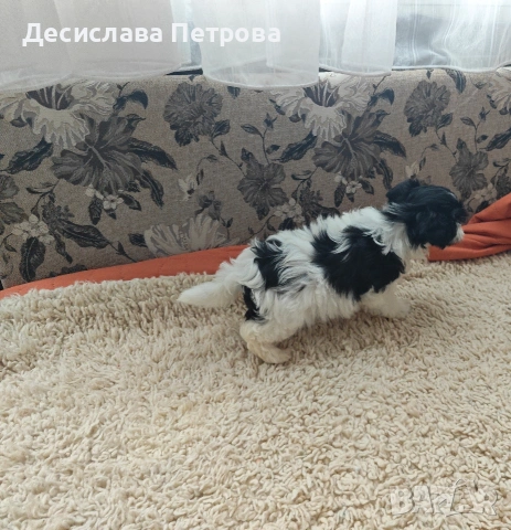 Продавам Бивър Йоркширски териер , снимка 2 - Йоркширски териер - 53845573