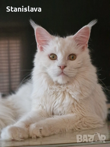 котенца Мейн Куун, снимка 6 - Мейн кун - 52773357