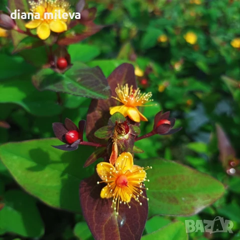 Хиперикум Вълшебна нощ, Hypericum Miracle Night, снимка 1