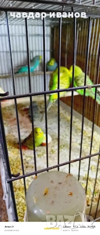 какарики и вълнисти папагали , снимка 5 - Папагали - 53526178