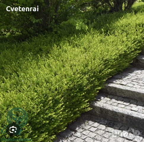 Лоницера , снимка 1