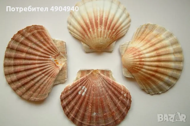 морски и океански миди