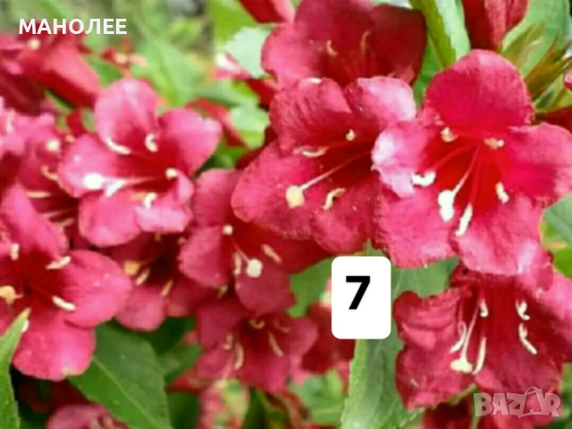 💐💐💐💐50 РЕЗНИКА В ЕДИН ПАКЕТ /видове по избор/ ЗА 10 € 💐🎁🪷🌞, снимка 8 - Градински цветя и растения - 53230275