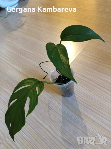 Epipremnum pinnatum Baltic Blue , снимка 2 - Стайни растения - 52793609