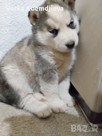 Продавам кученца Хъски 🐾