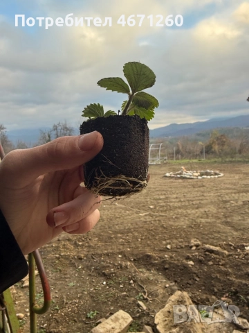 Разсад ягоди сорт Дели, снимка 3 - Разсади - 52770247