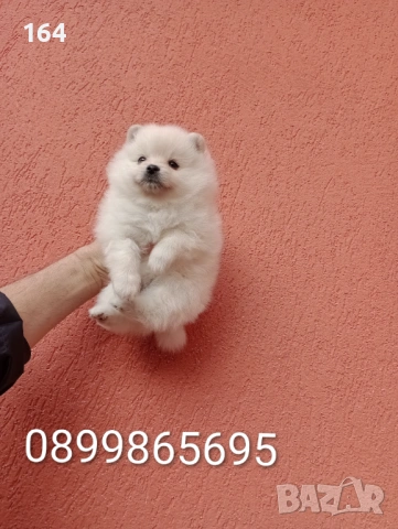 Женски Померани. Снимки от 18.02.26 г. , снимка 7 - Померан - 53518661