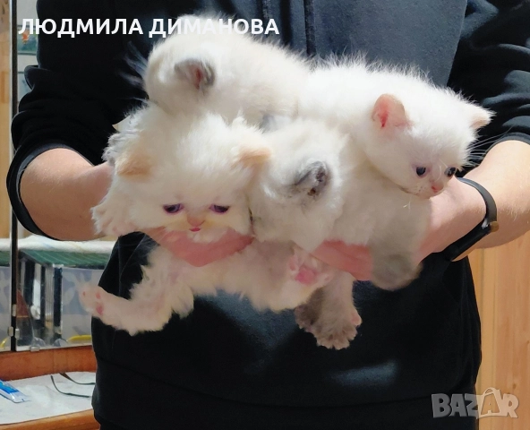 Екзотично момиче със сини очи. , снимка 6 - Персийска - 52833657