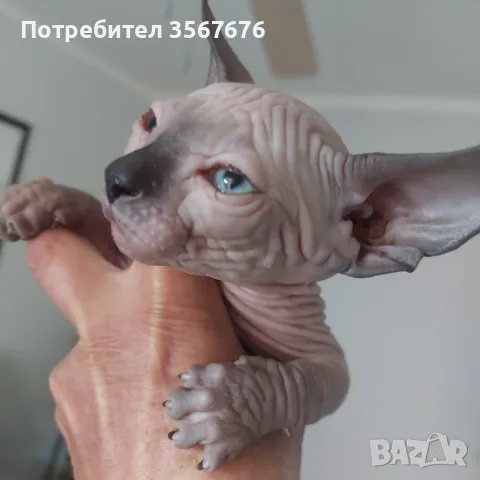 Чистокръвни канадски сфинксове, снимка 10 - Сфинксове - 56105398