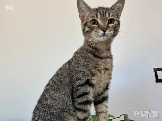 Продавам Малко Котенце, Късокосместа И Игрива! , снимка 3 - Други - 55747872