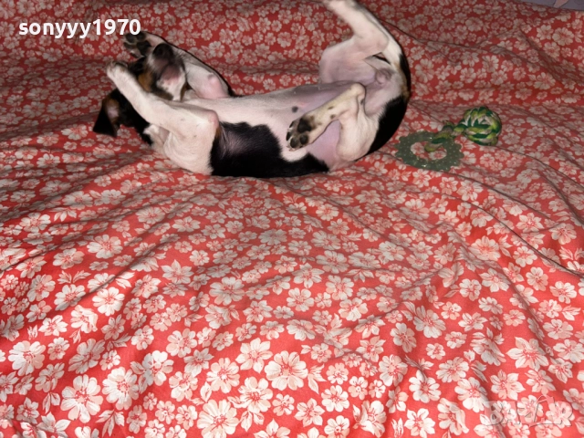 ДЖАК РЪСЕЛ-ЖЕНСКО КОЛЕДНО КУТРЕ 0312251722, снимка 4 - Джак ръсел териер - 52640926