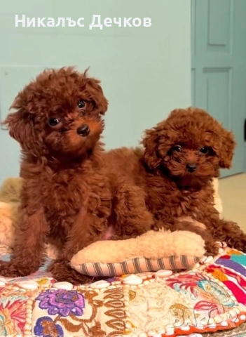 Той Пудел - Родословие 