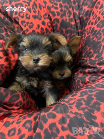 Мини йоркита , снимка 1