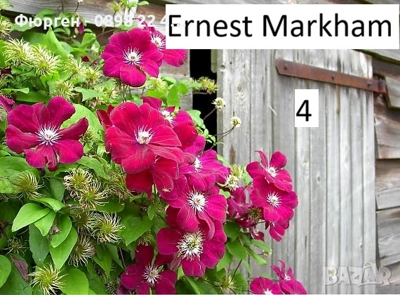 Клематис налични 33 вида, снимка 8 - Разсади - 48740880