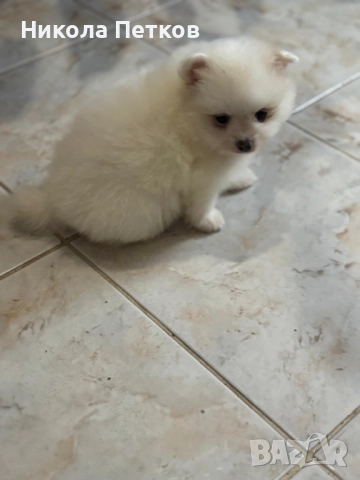 Померан мини , снимка 4 - Померан - 52597687