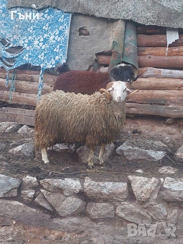коч кочове овце , снимка 6 - Овце - 53624150