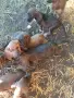 Женско  кученца потхаунт , снимка 3