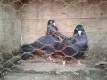 Продавам гълъби на въртене , снимка 1 - Гълъби - 37203652