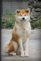 Akita inu male , снимка 4