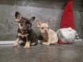 френски булдог/ булдочета, снимка 11