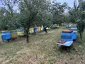 Продавам кошери Даданблат, снимка 1