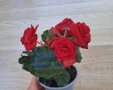 Три цвята бегония , снимка 1