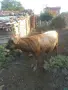 5 br mladi kravi bremeni kırjali, снимка 4