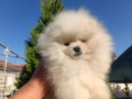 Померан/Померани, снимка 7