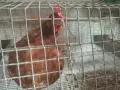 Пподавам носачки Леман Браун , снимка 4
