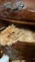 Персийски котарак търси женска персийска котка , снимка 1 - Персийска - 42120829