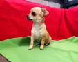 мини Чихуахуа женско с всички ваксини , снимка 2