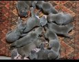 топ свободни малки страхотни кученца американско питбул, снимка 1 - Питбул - 41602170